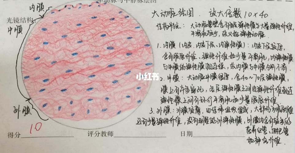 组胚绘图-大动脉_组织学与胚胎学实验绘图_文化_绘画