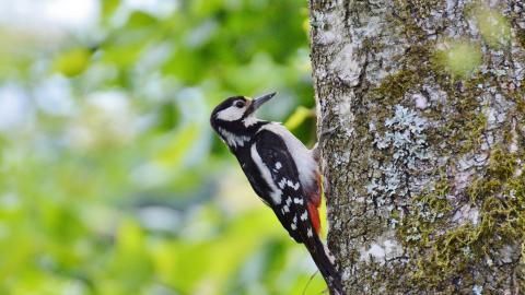 大斑啄木鸟图片大全(7/8)