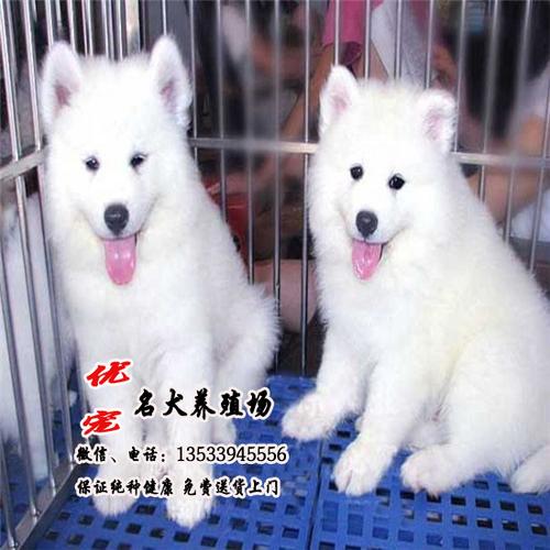 萨摩耶