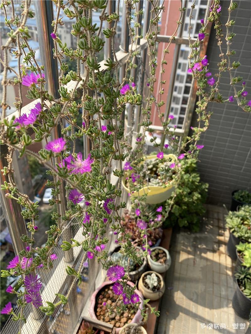 偷偷告诉你们我的枝干番杏开花啦