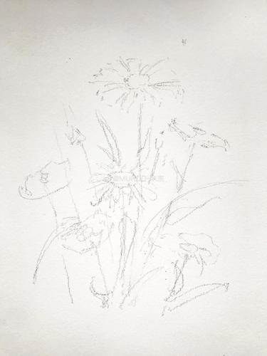 写意大滨菊,水彩速写