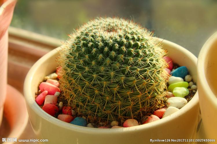 高清植物微距图—仙人球摄影图__花草_生物世界_摄影