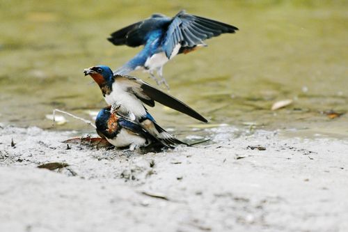 一直在拍小燕子