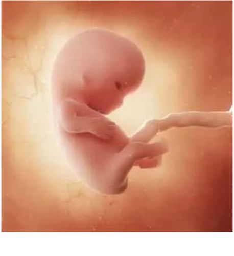 连载(六)|圆圈妈双胞胎怀孕过程第9周 双胎妊娠的第9周 两胎儿的发育