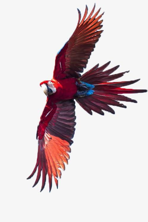 关键词 : 飞翔,虎皮鹦鹉,大鹦鹉