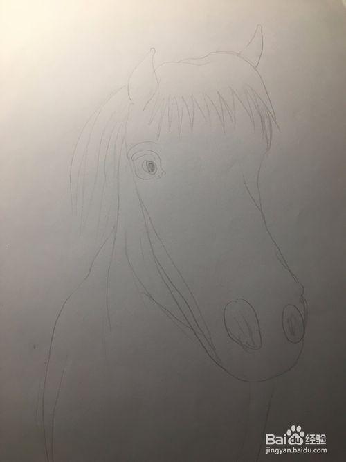 马的简笔画 马头的画法