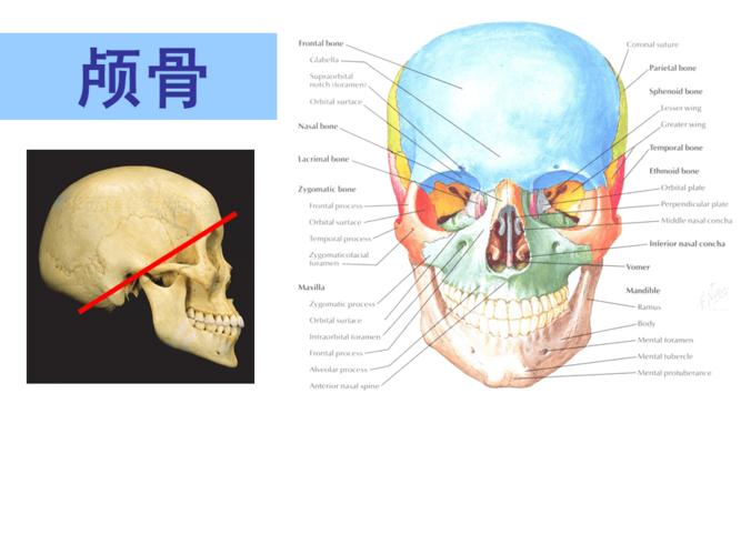 解剖学之颅骨