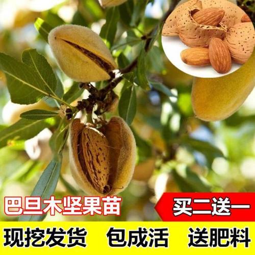 薄皮巴旦木树苗果苗美国大杏仁树苗杏仁苗南北方种植杏子苗桃苗木