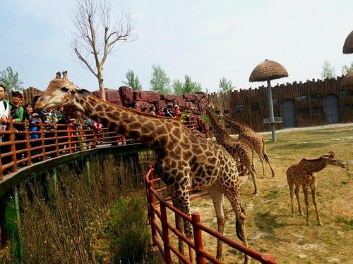 济南市 章丘区 埠村街道 埠西村 周边aaaa景区,动物园 济南野生动物