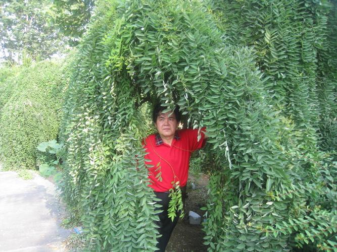 《赵贵辰相片》2010年7月4日上午赵闪摄于晋州魏征公园