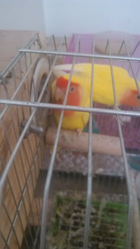 杠子上这只牡丹鹦鹉是不是有蛋了,变凶了还喜欢窝里呆