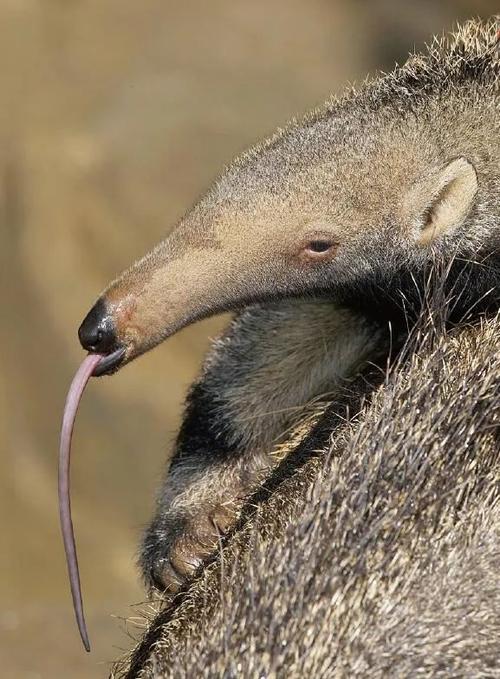 动物们舌头上的超能力