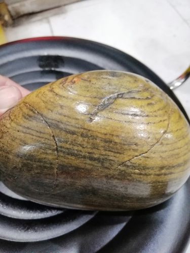 我这个是水冲木化石吗?