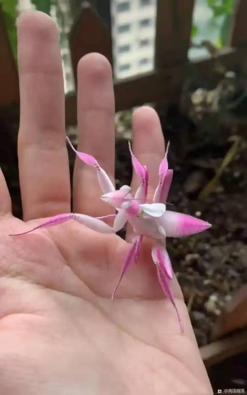 新加坡兰花螳螂