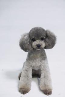 灰色玩具体贵宾犬,肩高24,体型方正,性格活泼,聪明,粘人,可爱.