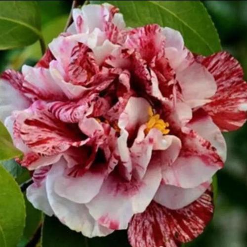 红荷花黑摩萨帝国之辉鹤顶红内轮花瓣具有粉白色带状条纹,其余花瓣上