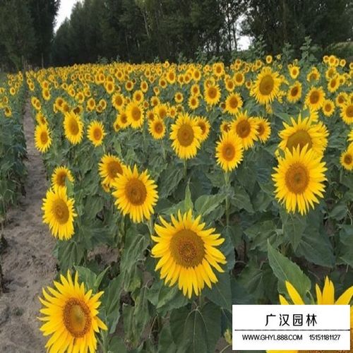 矮大头向日葵种子