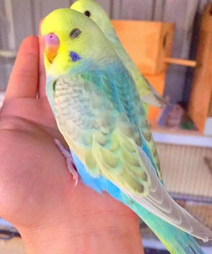 为kevinsbirds的18岁男孩从小就非常喜欢这种澳洲土特产——虎皮鹦鹉