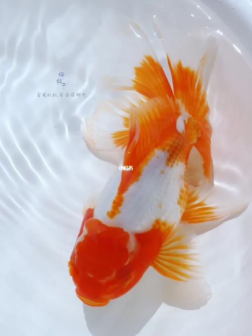 红白泰狮金鱼_泰国_金鱼_宠物_宠物其他