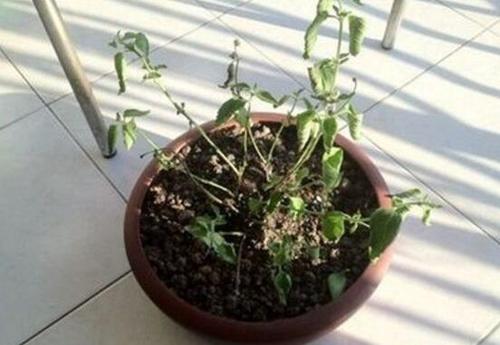 五色梅的叶片发黄是怎么回事受冻缺光缺水及补救方法