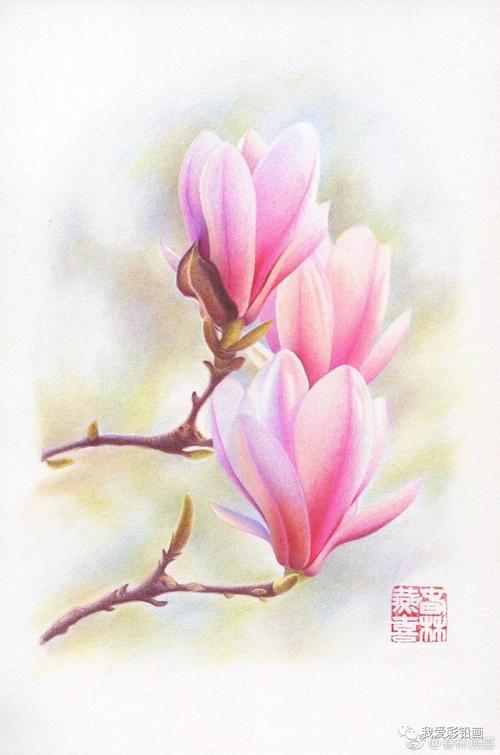 仙气逼人的玉兰花~~彩铅画出来美美的!