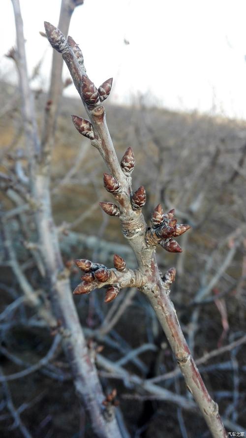 水库边的樱桃树也要发芽了,果然春天要到了