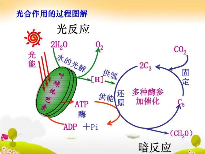 高考生物第二轮专题复习光合作用和细胞呼吸.ppt 42页