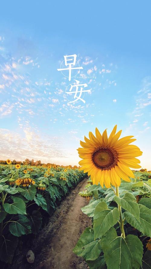 2021年早安你好迷人的向日葵
