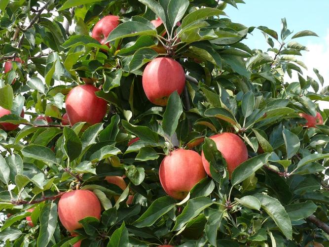 【前沿追踪】安大略省的新苹果园种植