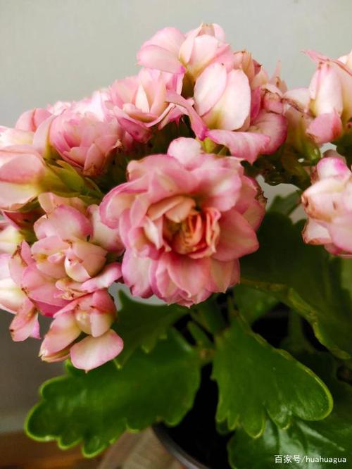 夏天的美丽长寿花