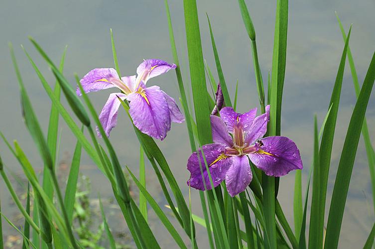 美丽的菖蒲花