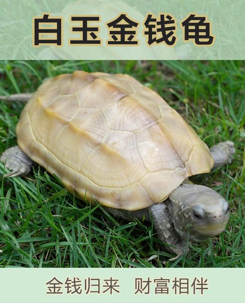白玉龟金钱龟正宗纯种小乌龟2只