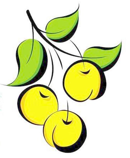 春风吹绿了李子树上一张张小叶子,小叶子经过春姑娘的风滋雨润,很快长