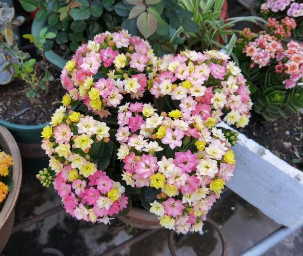 长寿花新品外星人一树多色花花期超三季封闭阳台也能养