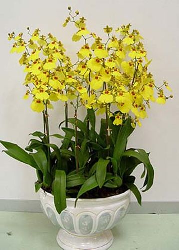 文心兰跳舞兰香水兰室内阳台花卉绿植盆栽四季开花热带兰常温开花