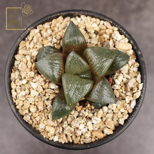 高端多肉植物进口_可园 阿寒湖寿多肉植物组合小盆栽 实生苗十二卷