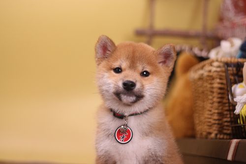 挑选柴犬注意擦亮眼睛才能买到自己心仪的幼柴哦