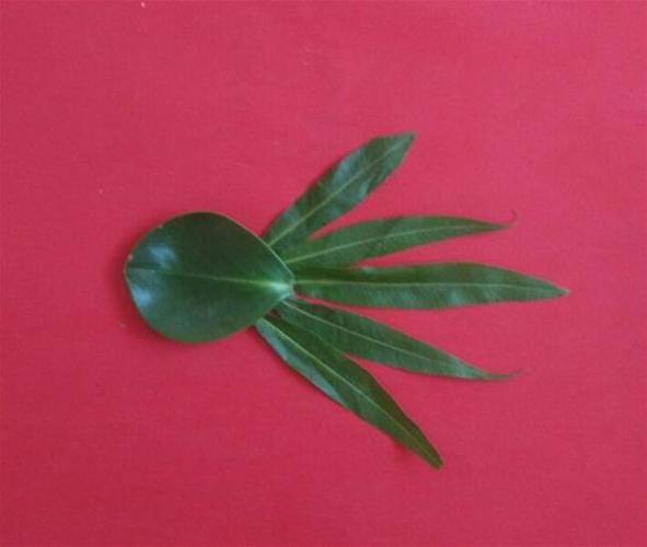 儿童手工制作树叶贴画 小鱼树叶拼贴画的做法详细步骤