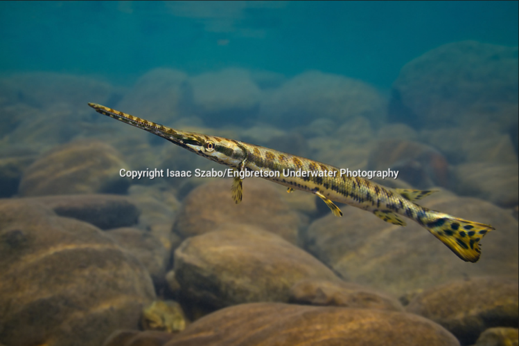 溪流中的长吻雀鳝