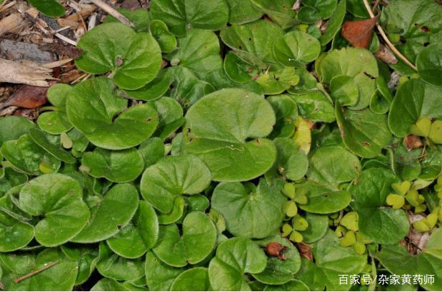 马蹄金叶片肾形至圆形,直径2.5厘米左右