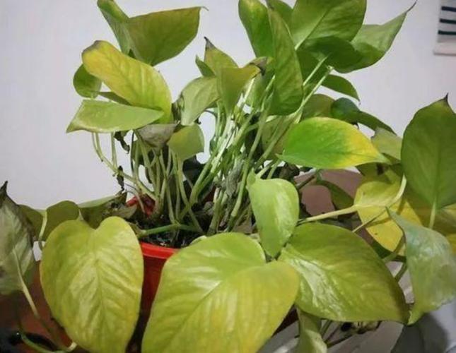 绿萝叶子发黄?养护时3个方面没有做好,要及时解决