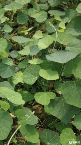 正宗江西粉防己(土木香)苗