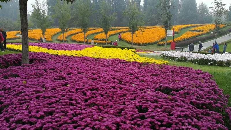 【老北京新京韵】第九届北京国际鲜花港菊花文化节