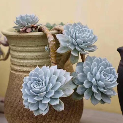 多肉植物蓝石莲_鲁氏石莲多肉_多肉石莲_ 多肉植物