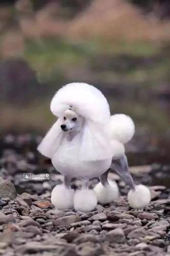 萌萌狗狗之贵宾犬:我可是贵妇人!