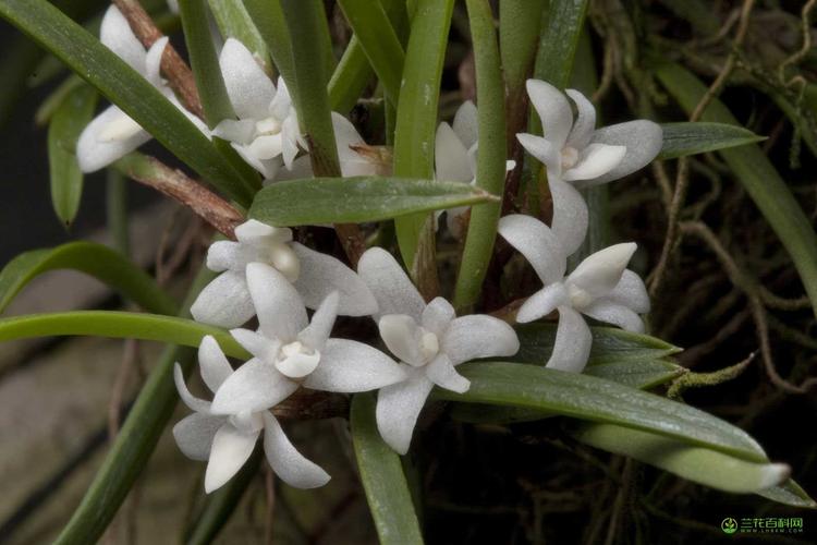 牛角兰属ceratostylis