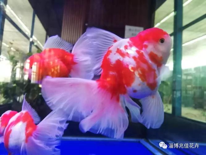 关于泰狮鱼的小知识