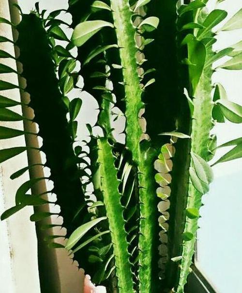 龙骨花如何修剪 龙骨花的修剪方法图解