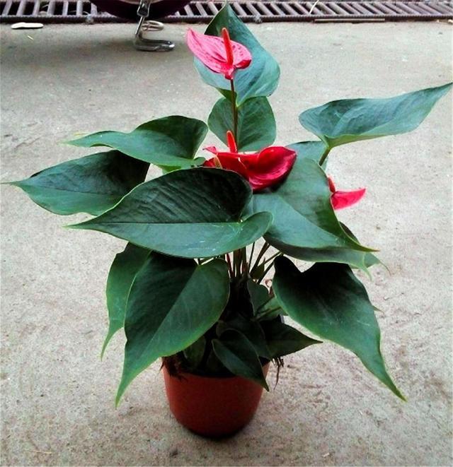 红掌分株繁殖详细步骤,做好这5点,不烂根生根快,成活率高