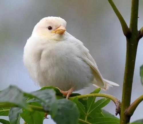 承德滦平首次发现两只白麻雀